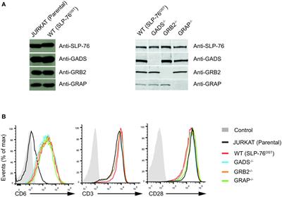 Mapping the SLP76 interactome in T cells lacking each of the GRB2-family adaptors reveals molecular plasticity of the TCR signaling pathway